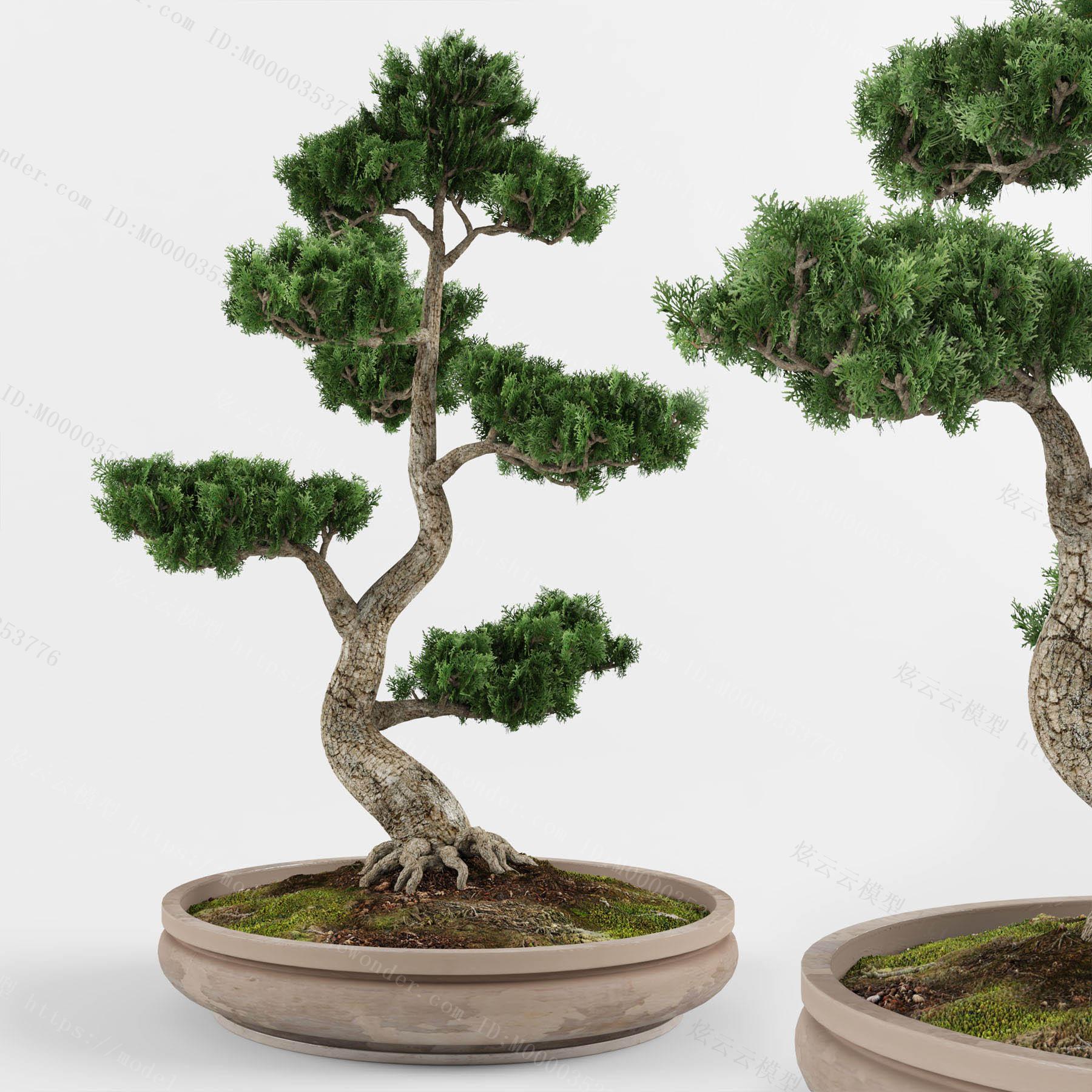 新中式柏树盆景模型