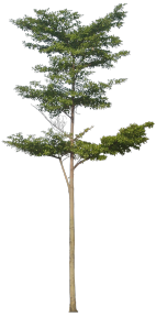 植物PS素材 (71)