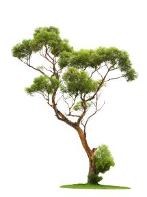 植物PS素材 (62)