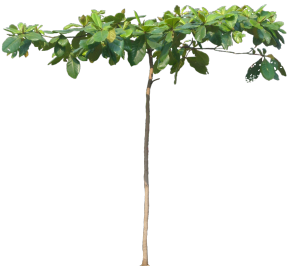 植物PS素材 (69)