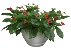 植物PS素材 (13)