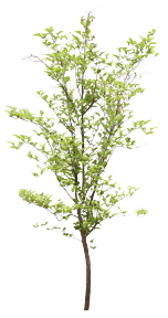 植物PS素材 (39)