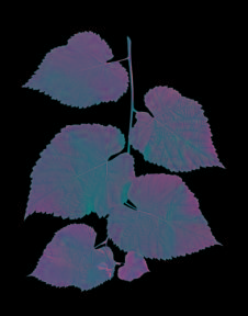 植物PS素材 (21)