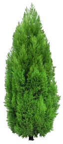 植物PS素材 (30)