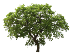 植物PS素材 (60)