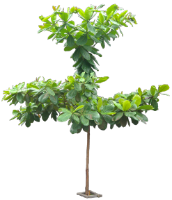 植物PS素材 (68)