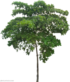 植物PS素材 (70)