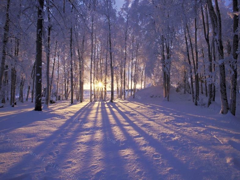 清晨雪景树林