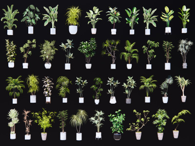 现代绿植盆栽组合