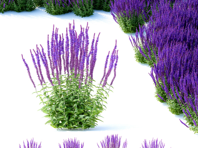 现代薰衣草鼠尾草橡树花