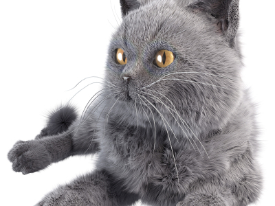 现代灰色的猫
