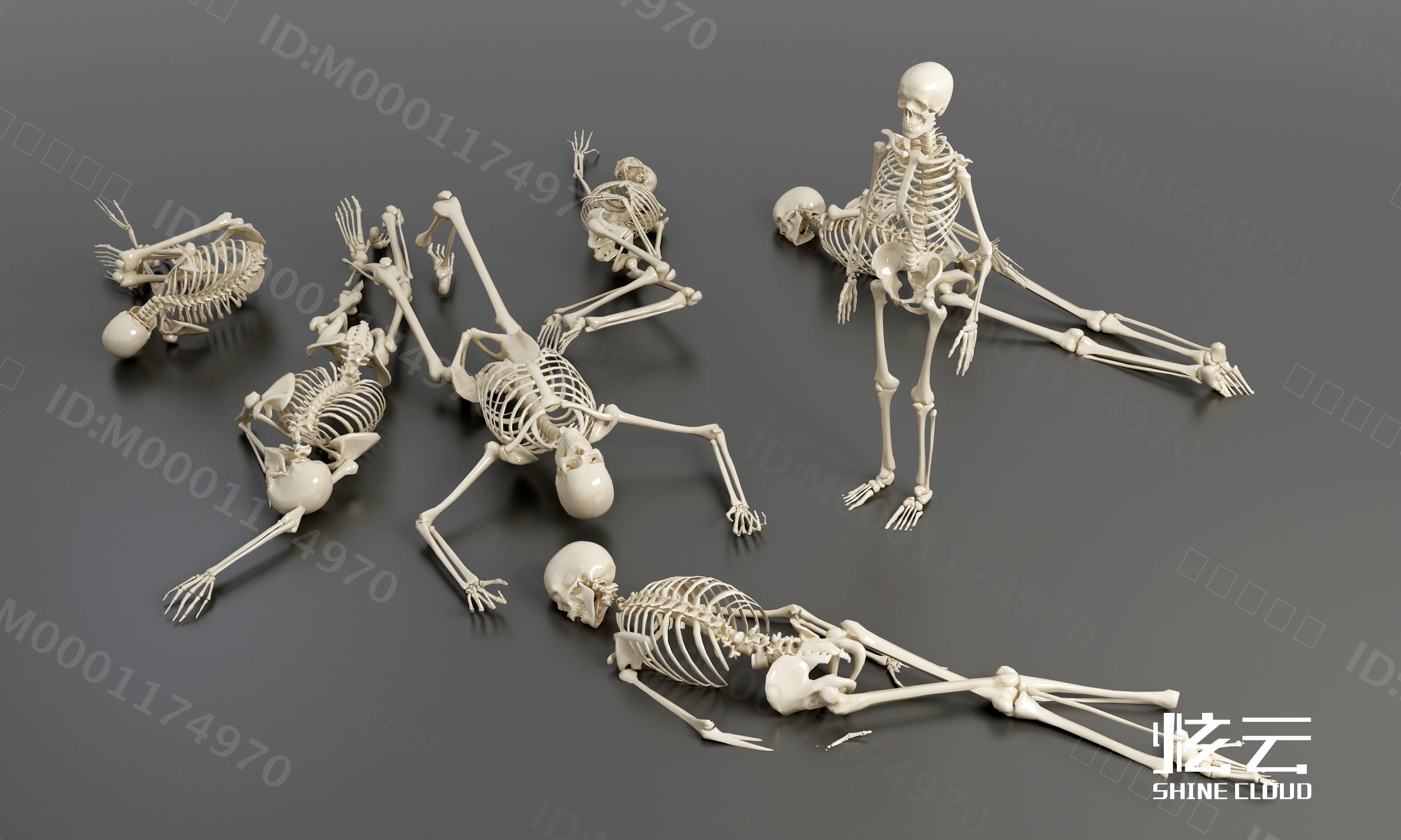 3D模型-现代骷髅骨架人体骨骼模特模型-M0001174970-炫云云模型网