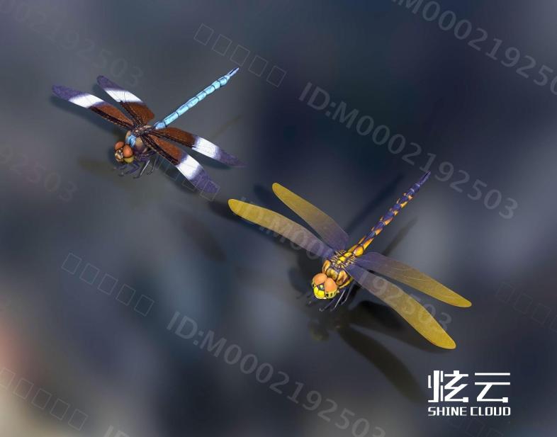 现代蜻蜓模型
