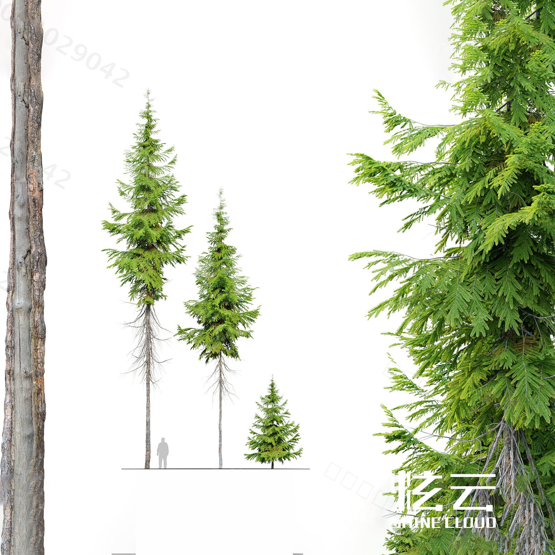 3D模型-现代植物杉树模型-M0004029042-炫云云模型网