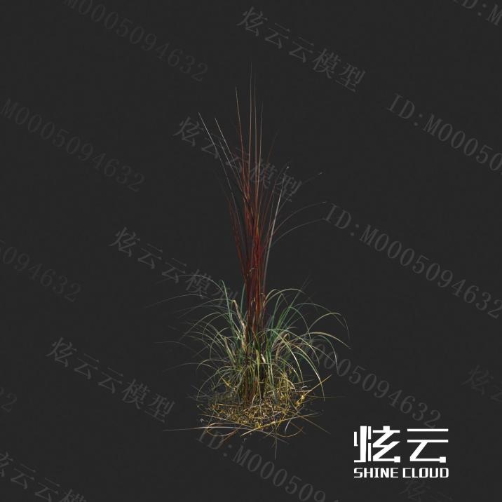 现代五节芒奇岗模型